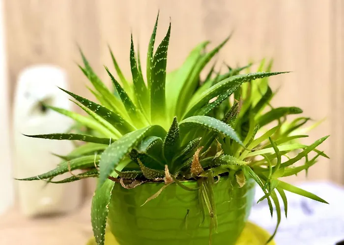 Amelia Comfort アパート