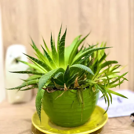 Amelia Comfort Apartamento