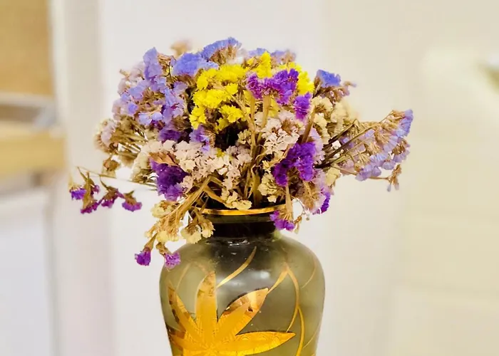 Amelia Comfort Tirana